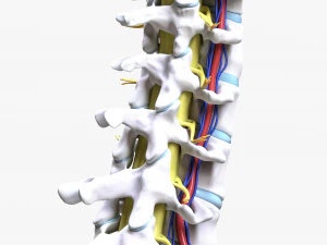 Cervical Spine Vertebrae Nerve 3D Model