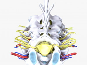 Cervical Spine Vertebrae Nerve Modelo 3D