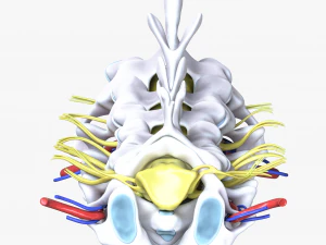 Cervical Spine Vertebrae Nerve 3D Model