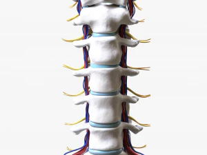 Cervical Spine Vertebrae Nerve 3D Model