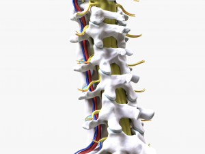 Cervical Spine Vertebrae Nerve Modelo 3D