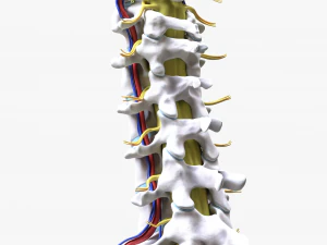 Cervical Spine Vertebrae Nerve 3D Model