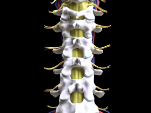 Cervical Spine Vertebrae Nerve 3D Model