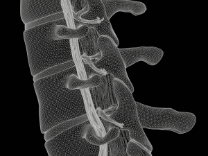 Cervical Spine Vertebrae Nerve Modelo 3D
