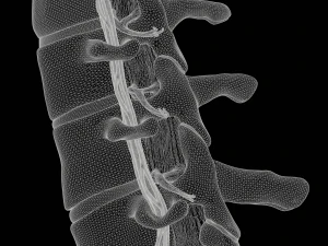 Cervical Spine Vertebrae Nerve 3D Model