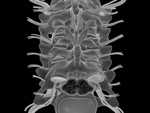 Cervical Spine Vertebrae Nerve Modelo 3D