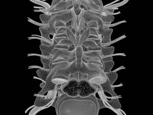 Cervical Spine Vertebrae Nerve 3D Model