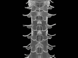 Cervical Spine Vertebrae Nerve Modelo 3D