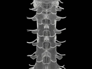 Cervical Spine Vertebrae Nerve 3D Model