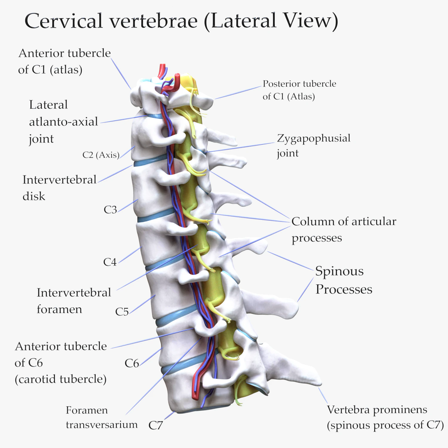 Cervical Spine Vertebrae 3D Model .c4d .max .obj .3ds .fbx .stl .blend