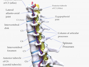 Cervical Spine Vertebrae 3D Model