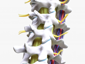 Cervical Spine Vertebrae Modello 3D