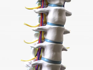 Cervical Spine Vertebrae 3D Model