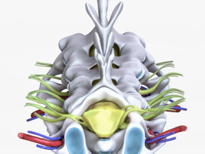 Cervical Spine Vertebrae 3D Model