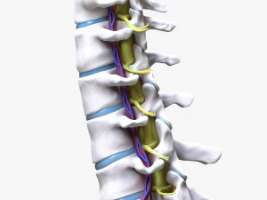 Cervical Spine Vertebrae 3D Model