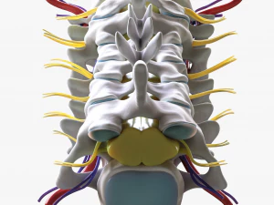 Cervical Spine Vertebrae 3D Model