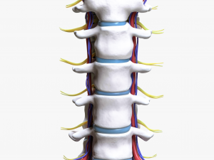 Cervical Spine Vertebrae Modello 3D