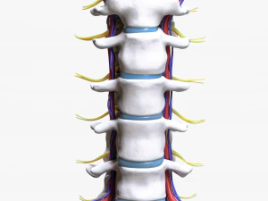 Cervical Spine Vertebrae 3D Model
