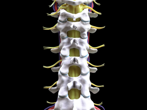 Cervical Spine Vertebrae Modello 3D
