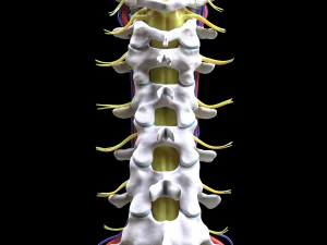 Cervical Spine Vertebrae 3D Model