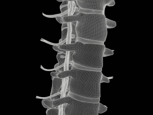 Cervical Spine Vertebrae Modello 3D