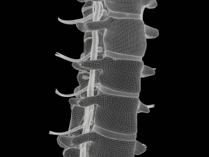Cervical Spine Vertebrae 3D Model