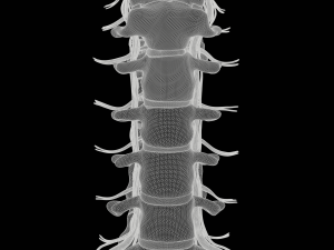 Cervical Spine Vertebrae Modello 3D