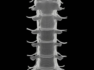 Cervical Spine Vertebrae 3D Model