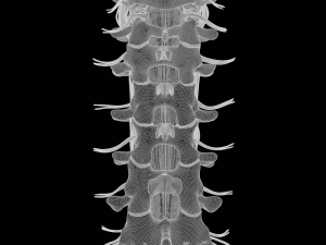 Cervical Spine Vertebrae Modello 3D