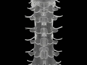 Cervical Spine Vertebrae 3D Model