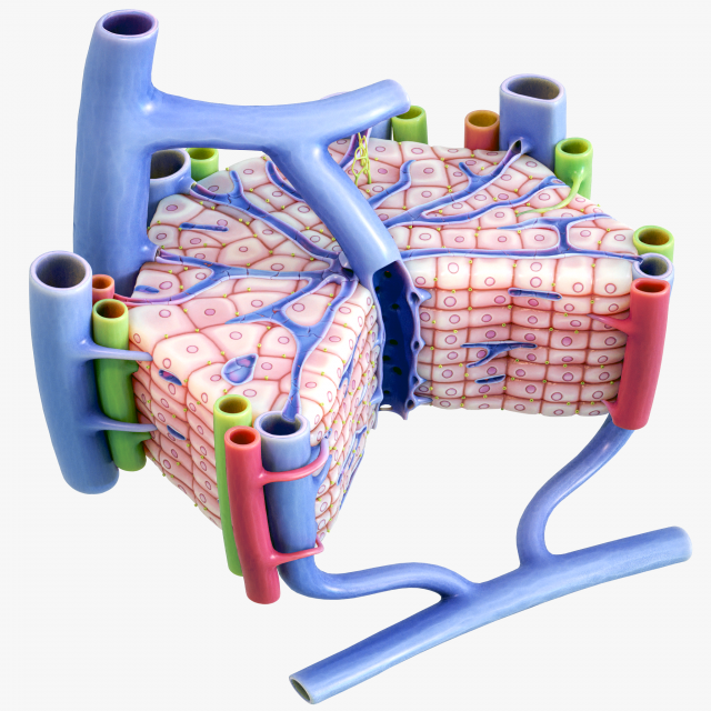 Microscopic Anatomy of Liver 3D Модель .c4d .max .obj .3ds .fbx .stl .blend 