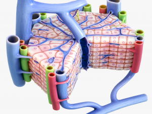 Microscopic Anatomy of Liver 3D Model