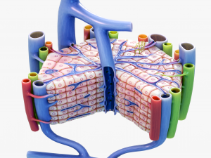 Microscopic Anatomy of Liver 3D Модель