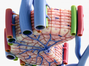 Microscopic Anatomy of Liver 3D Модель