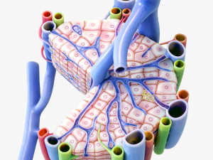 Microscopic Anatomy of Liver 3D Модель