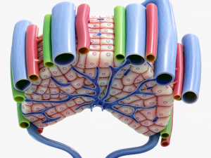 Microscopic Anatomy of Liver 3D Модель