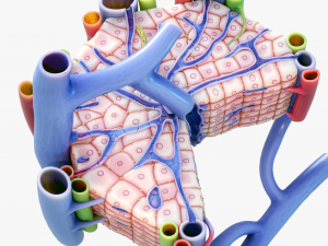 Microscopic Anatomy of Liver 3D Модель