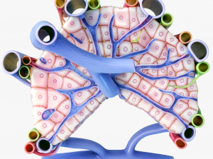 Microscopic Anatomy of Liver 3D Модель