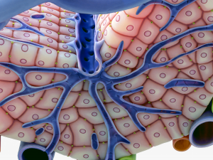 Microscopic Anatomy of Liver 3D Модель