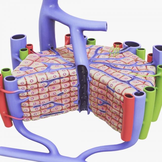 Microscopic Anatomy Of The Liver 3D 模型 .c4d .max .obj .3ds .fbx .stl .blend 