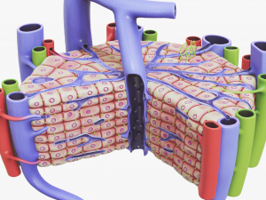 Microscopic Anatomy Of The Liver 3D Model