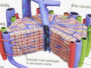 Microscopic Anatomy Of The Liver 3D 模型