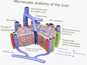 Microscopic Anatomy Of The Liver 3D 模型