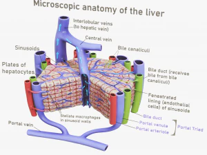 Anatomia microscopica del fegato Modello 3D