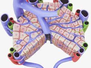 Anatomia microscopica del fegato Modello 3D