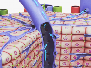 Microscopic Anatomy Of The Liver 3D 模型