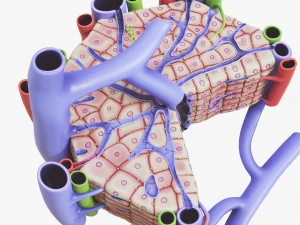 Anatomia microscopica del fegato Modello 3D