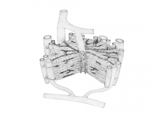 Microscopic Anatomy Of The Liver 3D 模型