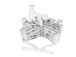 Anatomia microscopica del fegato Modello 3D