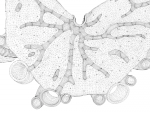 Microscopic Anatomy Of The Liver 3D 模型